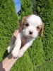 Additional photos: Perfect purebred Cavalier King Charles Spaniel puppies.