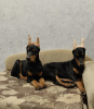 Photo №1. non-pedigree dogs - for sale in the city of San Francisco | 1100$ | Announcement № 78442