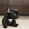 Photo №4. I will sell french bulldog in the city of Bamberg. private announcement - price - 380$