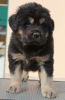 Photo №3. Puppy Buryat-Mongolian wolfhound. Russian Federation