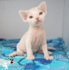 Photo №1. devon rex - for sale in the city of Munich | 211$ | Announcement № 123673