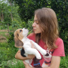 Photo №4. I will sell beagle in the city of Saarbrücken. private announcement - price - 350$