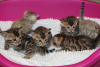 Photo №2 to announcement № 124750 for the sale of bengal cat - buy in Germany private announcement, breeder