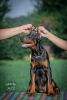 Additional photos: Doberman puppies for sale