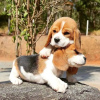 Photo №1. beagle - for sale in the city of Berlin | 380$ | Announcement № 124527