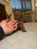 Photo №1. poodle (toy) - for sale in the city of Indianapolis | 250$ | Announcement № 99288
