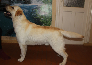 Photo №2 to announcement № 4119 for the sale of labrador retriever - buy in Ukraine breeder