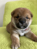 Photo №2 to announcement № 9956 for the sale of shiba inu - buy in Ukraine breeder