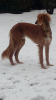 Photo №1. saluki - for sale in the city of Minsk | negotiated | Announcement № 10271