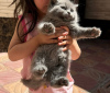 Photo №2 to announcement № 118023 for the sale of british shorthair - buy in United States private announcement