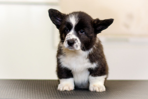 Photo №2 to announcement № 5349 for the sale of welsh corgi - buy in Russian Federation from nursery
