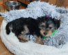 Additional photos: Yorkshire Terrier