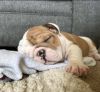 Photo №1. english bulldog - for sale in the city of Гальштат | negotiated | Announcement № 121602