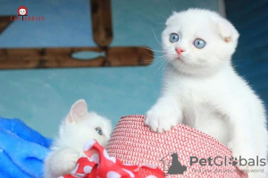 Photo №1. scottish fold - for sale in the city of Stavropol | negotiated | Announcement № 7363
