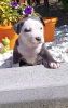 Photo №2 to announcement № 13609 for the sale of american staffordshire terrier - buy in Russian Federation 