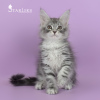 Photo №1. maine coon - for sale in the city of St. Petersburg | negotiated | Announcement № 8890