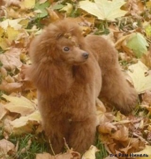 Photo №1. poodle (dwarf) - for sale in the city of Москва | 551$ | Announcement № 3449