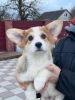 Photo №2 to announcement № 42389 for the sale of welsh corgi - buy in Germany from nursery