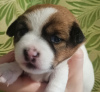 Photo №1. jack russell terrier - for sale in the city of Eagle | 483$ | Announcement № 29714