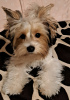 Photo №1. yorkshire terrier - for sale in the city of Пардубице | 10000$ | Announcement № 89725