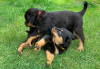 Photo №2 to announcement № 48693 for the sale of rottweiler - buy in United States private announcement