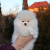 Photo №2 to announcement № 122722 for the sale of pomeranian - buy in Germany private announcement