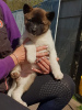 Photo №1. akita - for sale in the city of Banjul | 537$ | Announcement № 10980