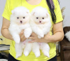 Photo №2 to announcement № 110339 for the sale of german spitz - buy in Serbia private announcement