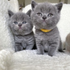 Photo №1. british shorthair - for sale in the city of Амстердам | negotiated | Announcement № 71413