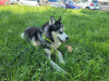 Photo №3. I'll give the Husky to good hands. Montenegro