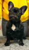 Photo №2 to announcement № 35678 for the sale of french bulldog - buy in Ukraine private announcement