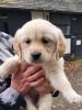 Photo №2 to announcement № 90612 for the sale of golden retriever - buy in Germany private announcement