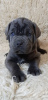 Additional photos: Cane Corso Puppies RECOMMENDATION