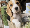 Photo №1. beagle - for sale in the city of Антверпен | 423$ | Announcement № 96196