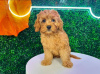 Photo №1. poodle (toy) - for sale in the city of Farnborough | negotiated | Announcement № 122030