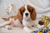 Additional photos: Puppies Cavalier King Charles Spaniel