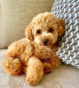 Photo №2 to announcement № 110861 for the sale of poodle (royal) - buy in Germany private announcement, from nursery, breeder