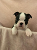 Photo №2 to announcement № 117823 for the sale of non-pedigree dogs - buy in Germany private announcement