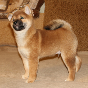 Photo №2 to announcement № 4751 for the sale of shiba inu - buy in Russian Federation private announcement