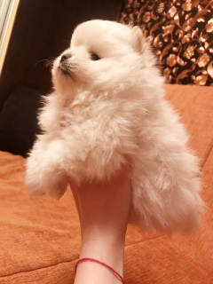Photo №2 to announcement № 5152 for the sale of pomeranian - buy in Ukraine private announcement