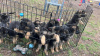 Photo №1. german shepherd - for sale in the city of Szczecin | 486$ | Announcement № 13574