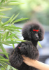 Additional photos: Miniature female poodle