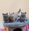 Photo №1. british shorthair - for sale in the city of Kosta | Is free | Announcement № 125715