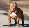 Additional photos: American Bully