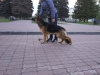 Photo №4. Handler in Russian Federation. Announcement № 8886