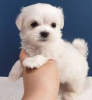 Photo №2 to announcement № 126698 for the sale of maltese dog - buy in Spain 