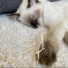 Additional photos: Ragdoll