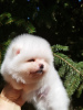 Photo №1. pomeranian - for sale in the city of New York | 1500$ | Announcement № 52306