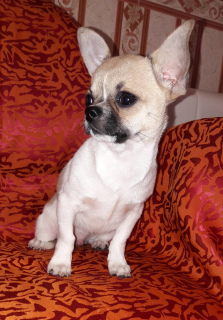 Photo №2 to announcement № 2272 for the sale of chihuahua - buy in Russian Federation breeder