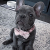 Photo №2 to announcement № 39651 for the sale of french bulldog - buy in United States from the shelter
